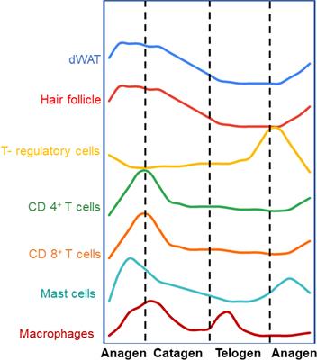 The expanding impact of T-regs in the skin